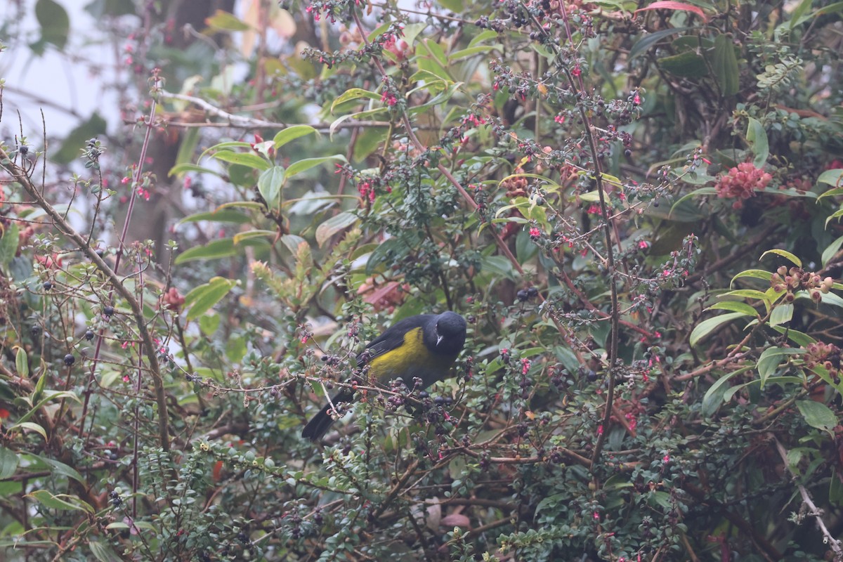 Black-and-yellow Silky-flycatcher - ML644534432