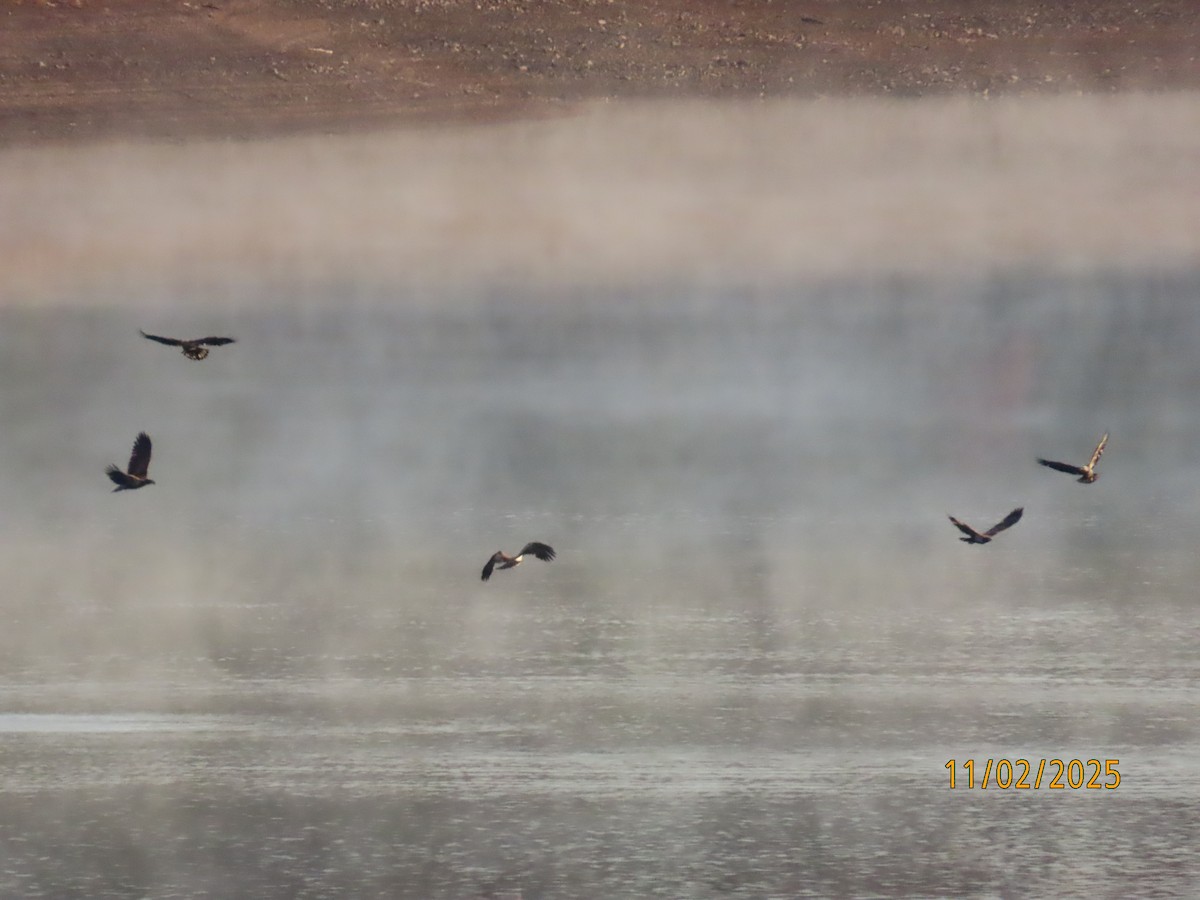 Орлан білоголовий - ML644534434