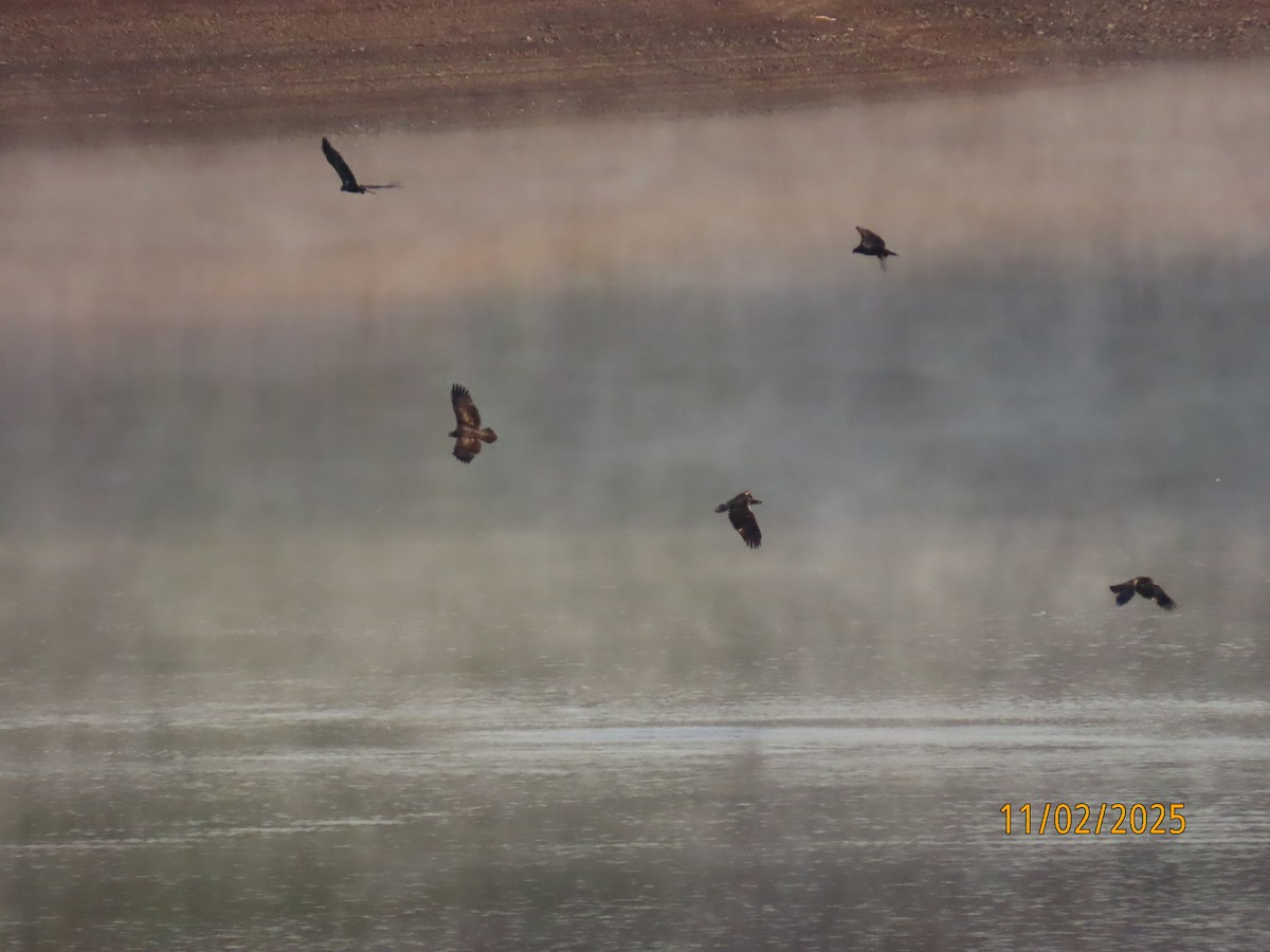 Орлан білоголовий - ML644534435