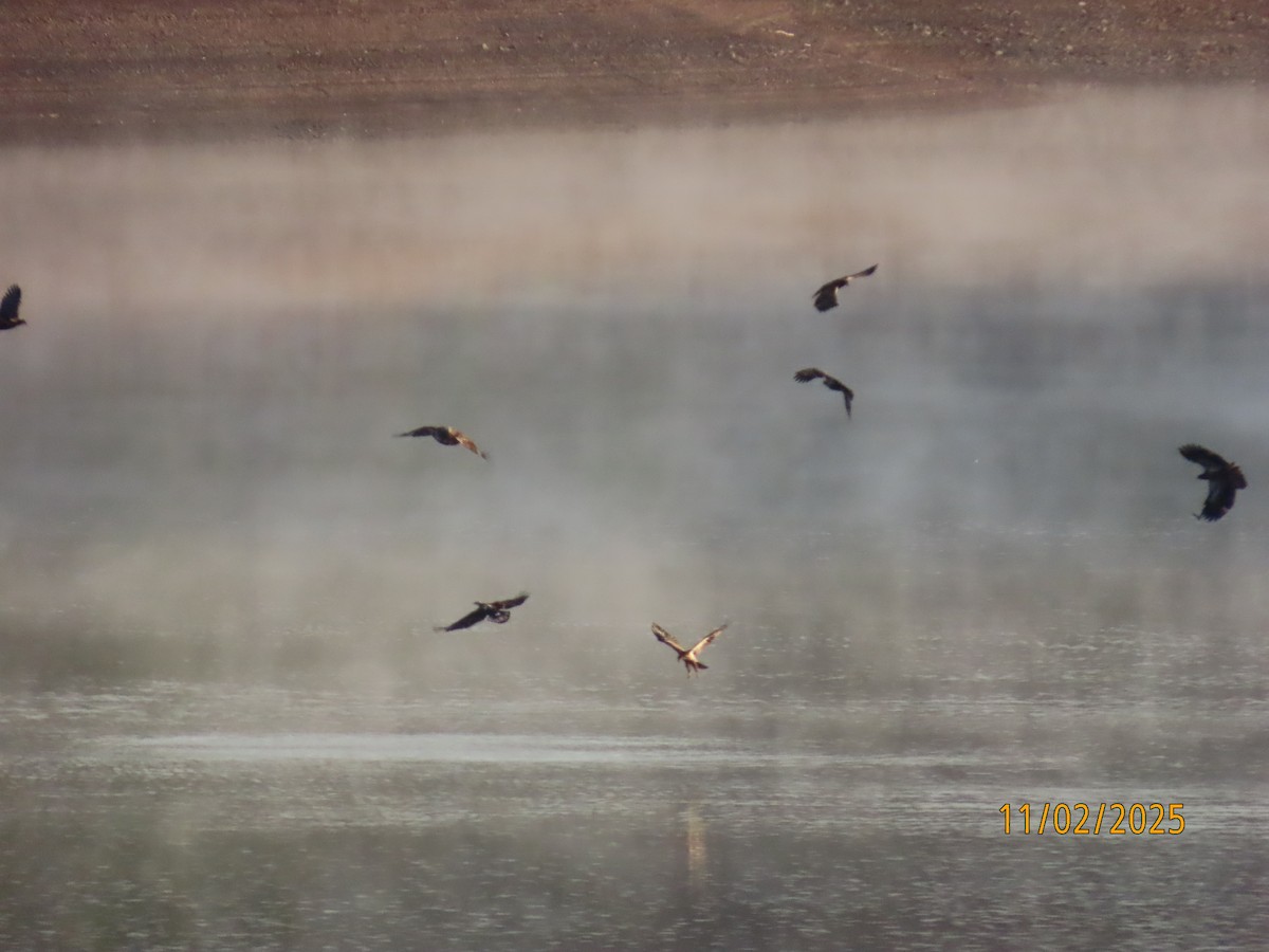 Орлан білоголовий - ML644534436