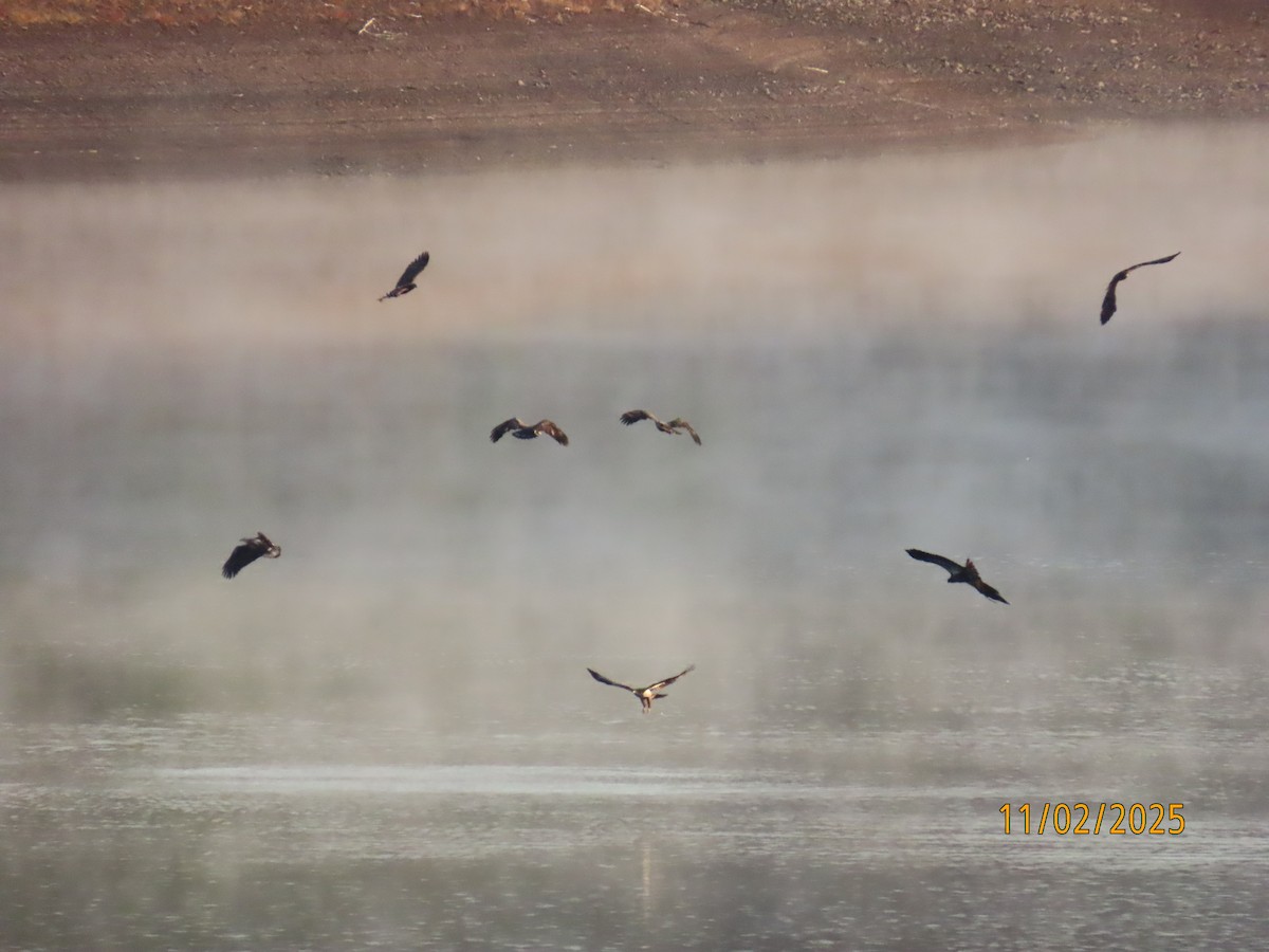 Орлан білоголовий - ML644534437