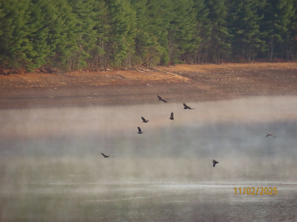 Орлан білоголовий - ML644534438