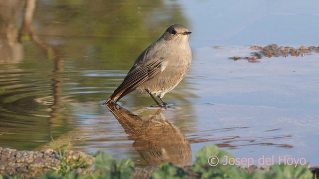 Black Redstart - ML644534441