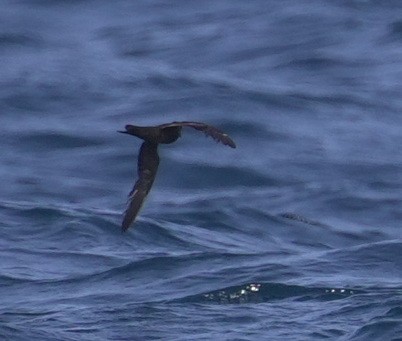 Качурка вилохвоста - ML644534442