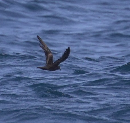 Качурка вилохвоста - ML644534443