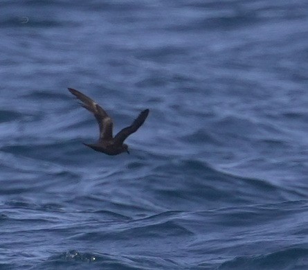 Качурка вилохвоста - ML644534444