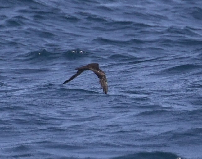 Качурка вилохвоста - ML644534445