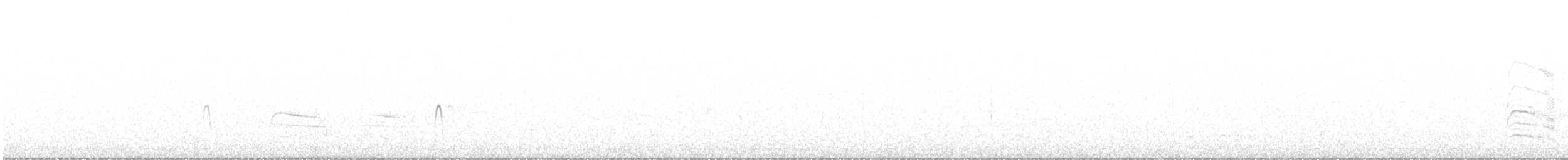 Long-billed Dowitcher - ML644534447