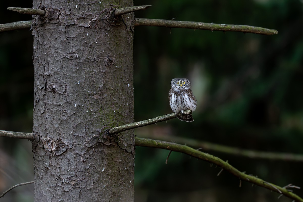 Сичик-горобець євразійський - ML644534454