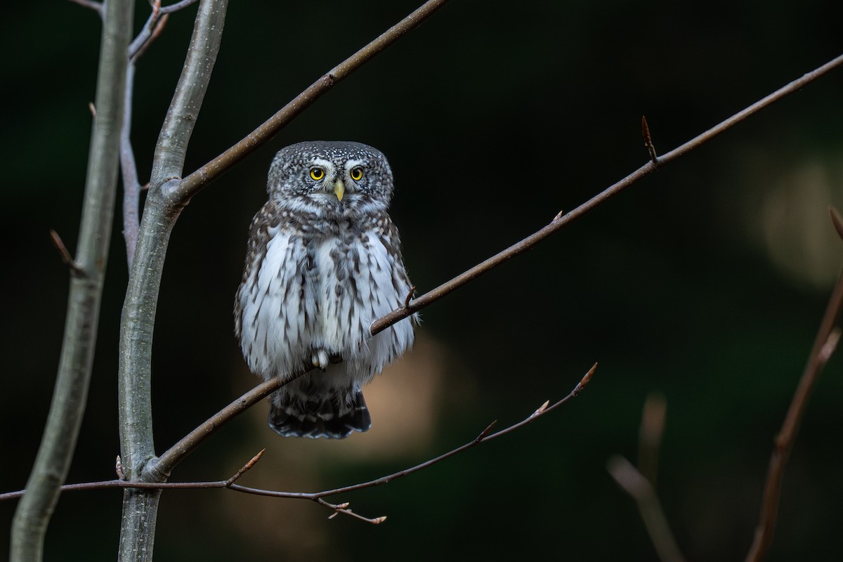 Сичик-горобець євразійський - ML644534456