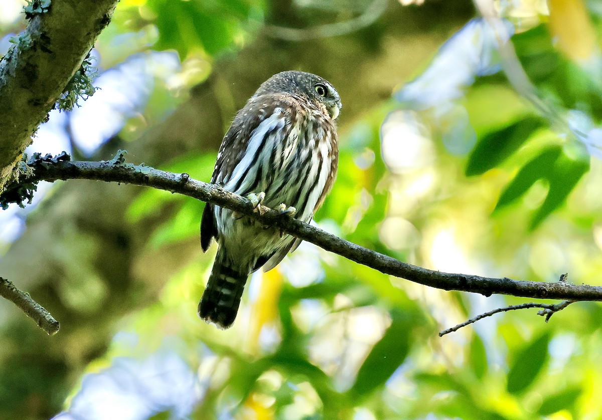 gnomugle - ML644534459