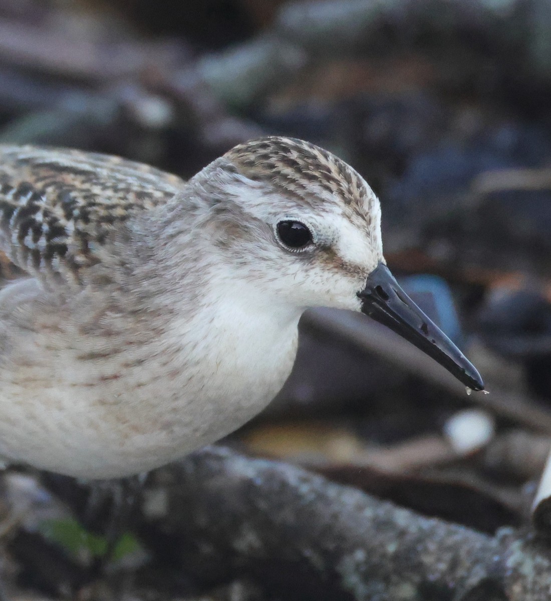 Semipalmated Sandpiper - ML644534460