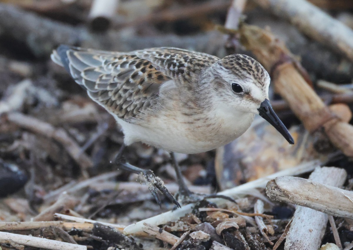 Semipalmated Sandpiper - ML644534461