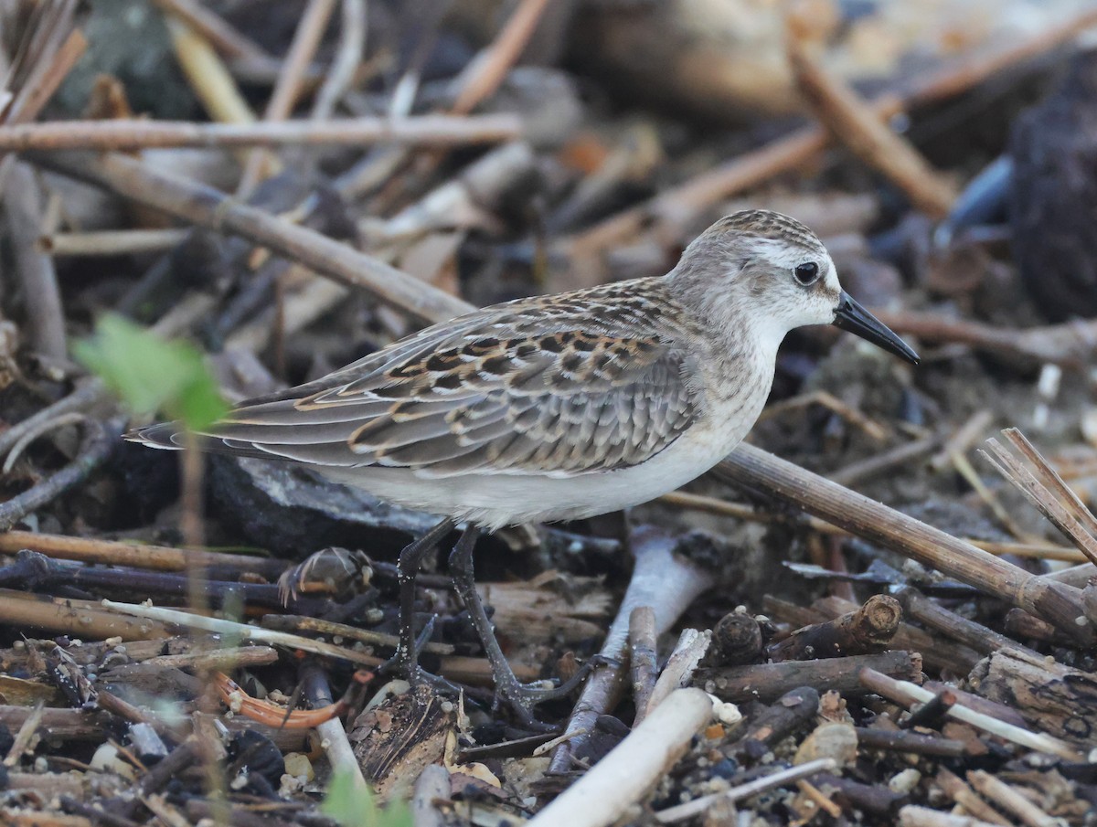 Semipalmated Sandpiper - ML644534462