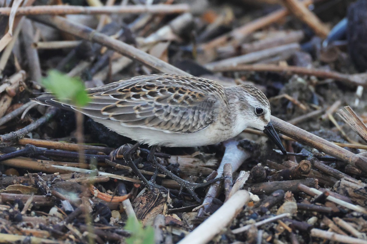 Semipalmated Sandpiper - ML644534463