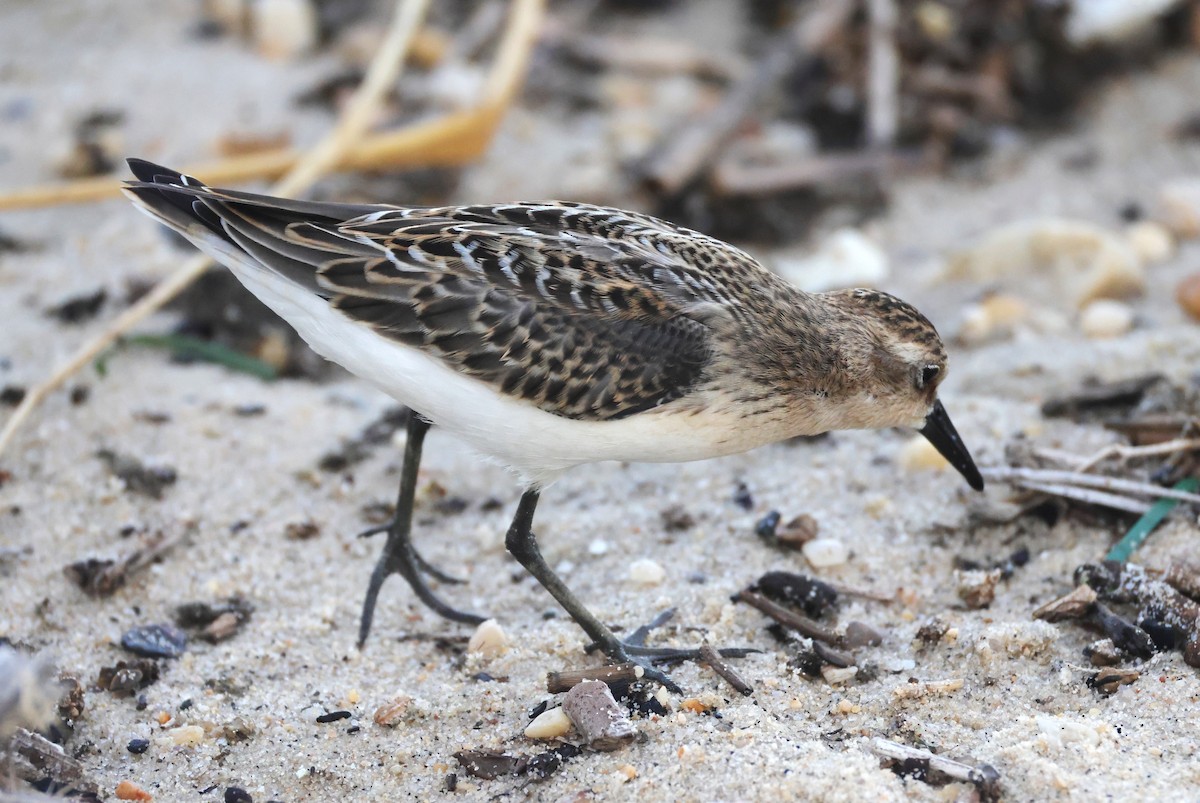 Semipalmated Sandpiper - ML644534464