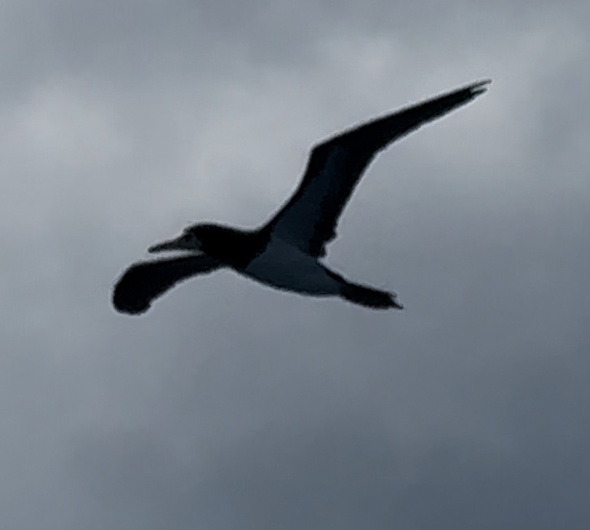 Сула білочерева - ML644534465