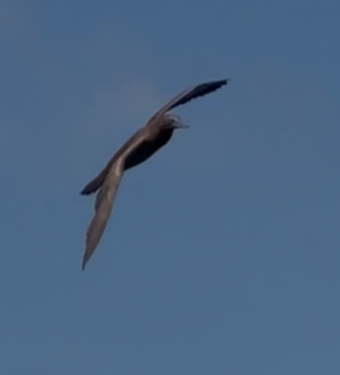 Сула білочерева - ML644534466