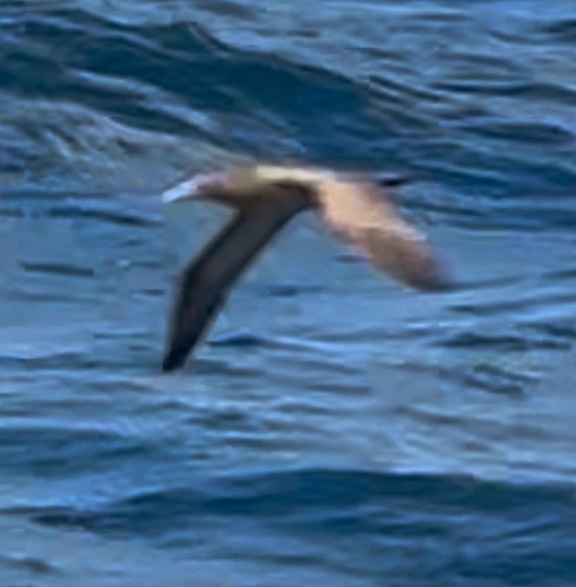 Сула білочерева - ML644534467