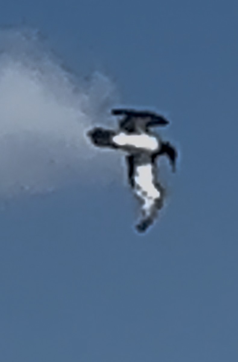 Сула білочерева - ML644534468