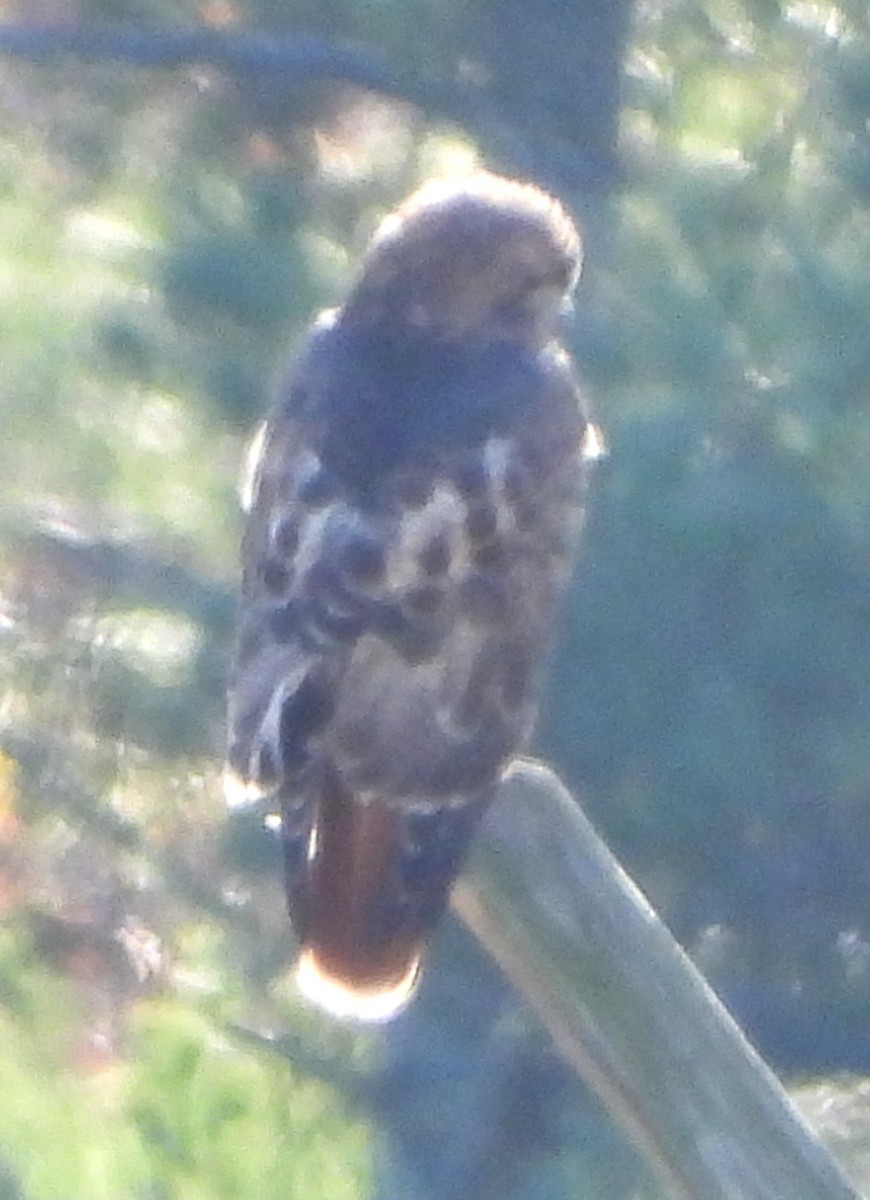 Канюк неоарктичний - ML644534470