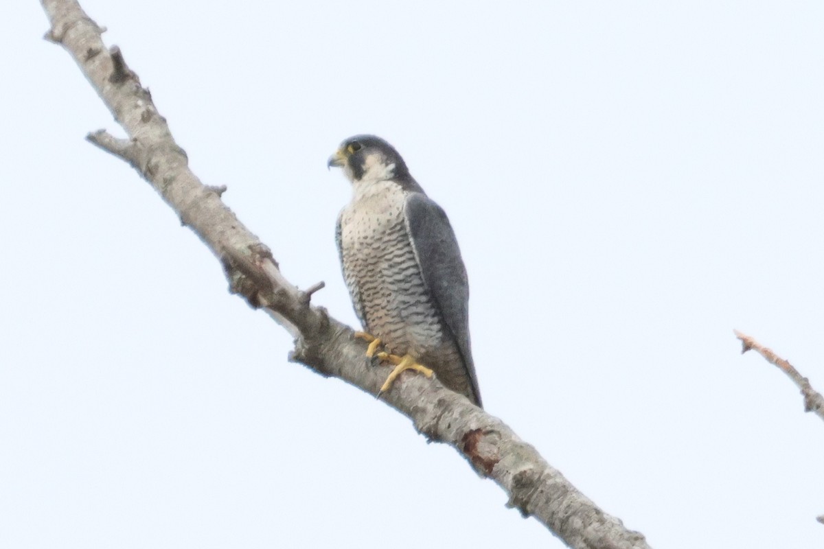 Сапсан - ML644534471