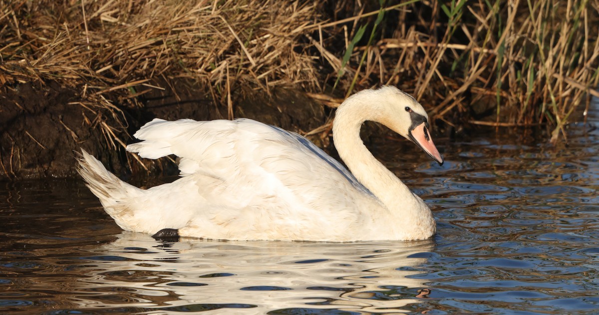 Cisne Vulgar - ML644534475