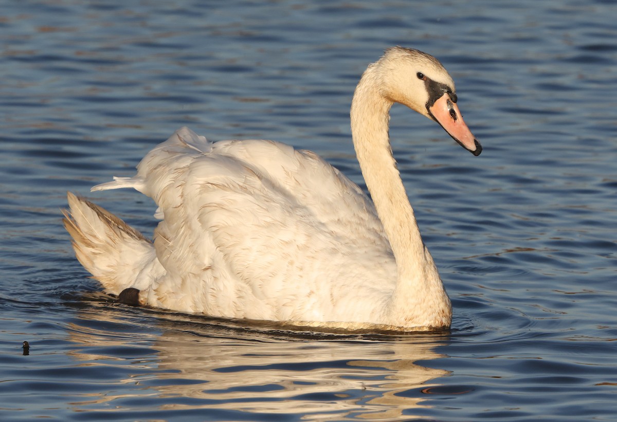 Cisne Vulgar - ML644534476