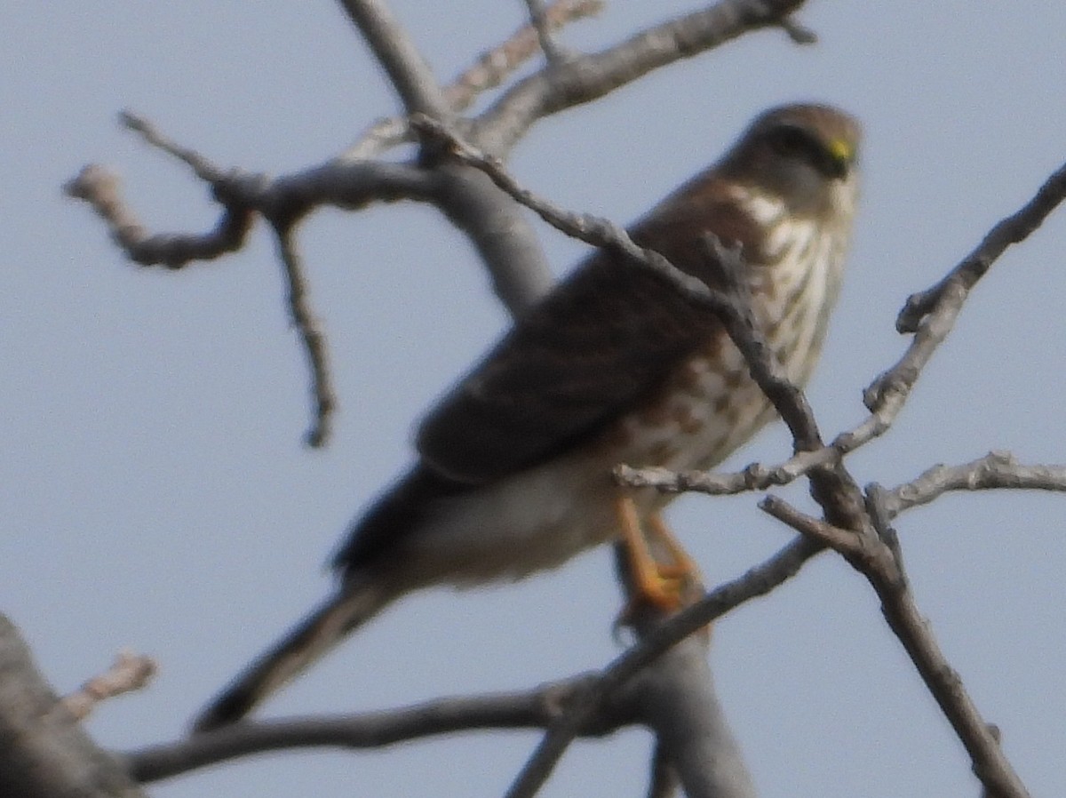 Gavilán Americano - ML644534482