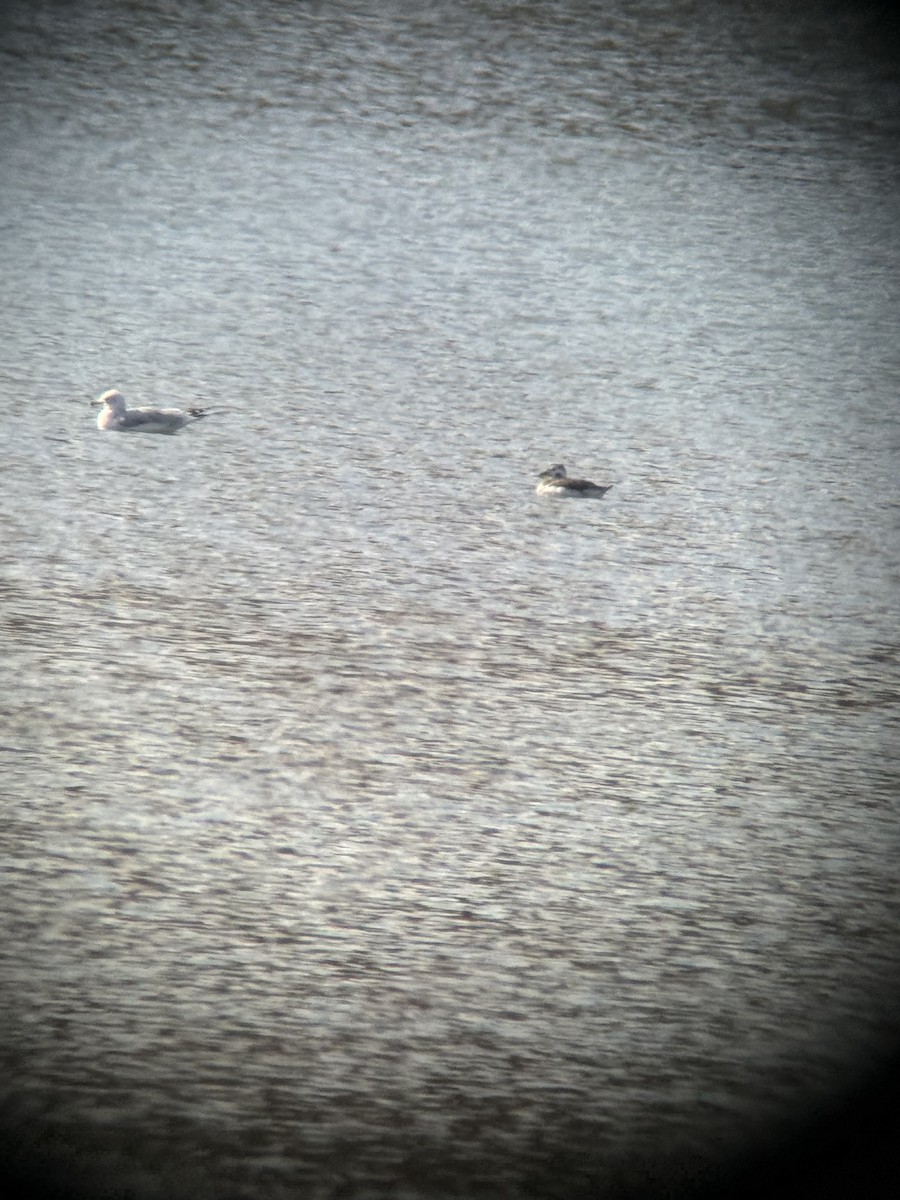 Long-tailed Duck - ML644534485