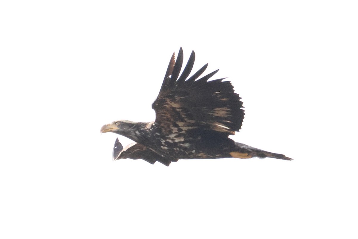 Bald Eagle - ML644534490