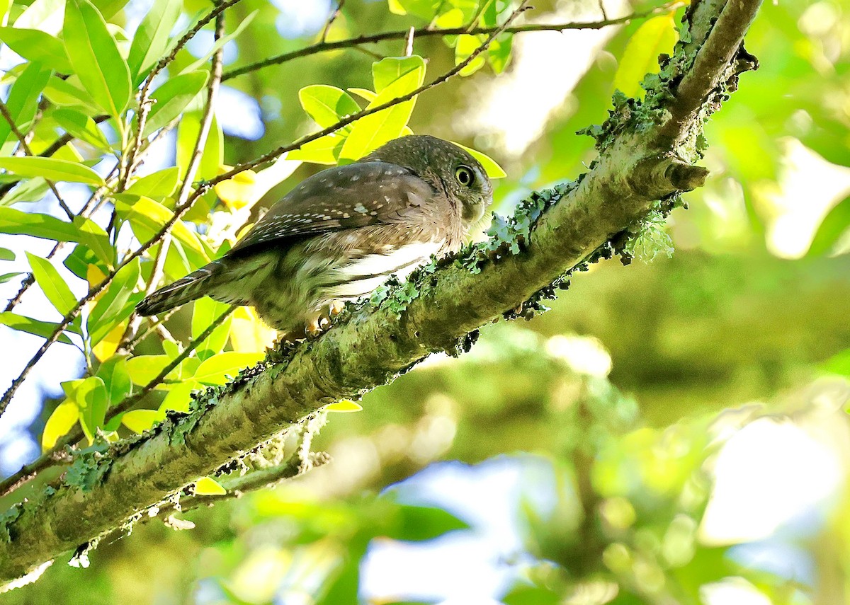 gnomugle - ML644534494