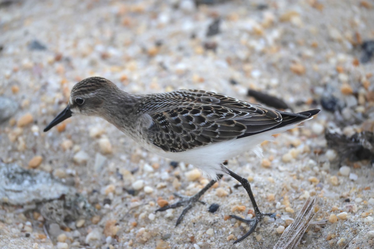 Semipalmated Sandpiper - ML644534505