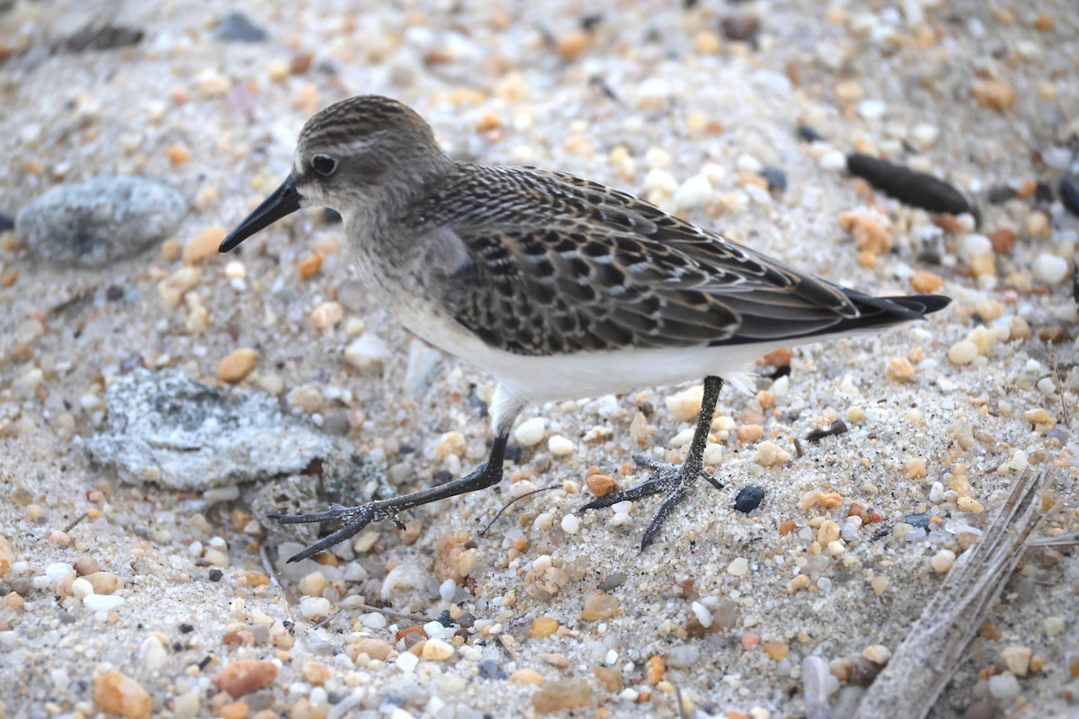 Semipalmated Sandpiper - ML644534506