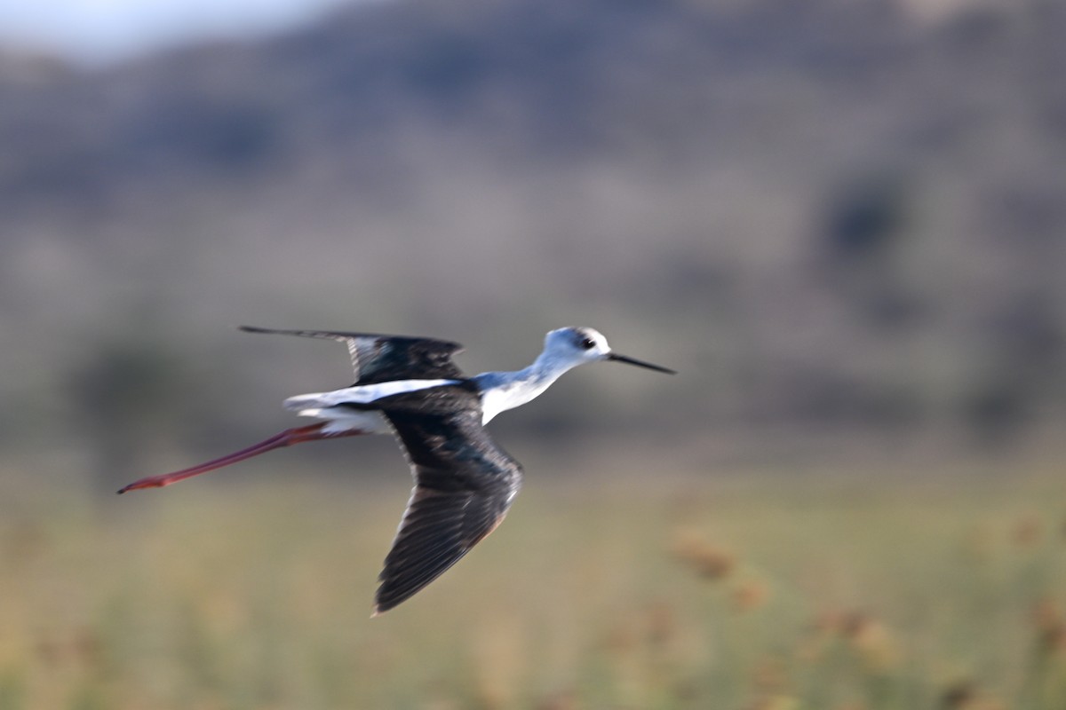 高蹺鴴 - ML644534507