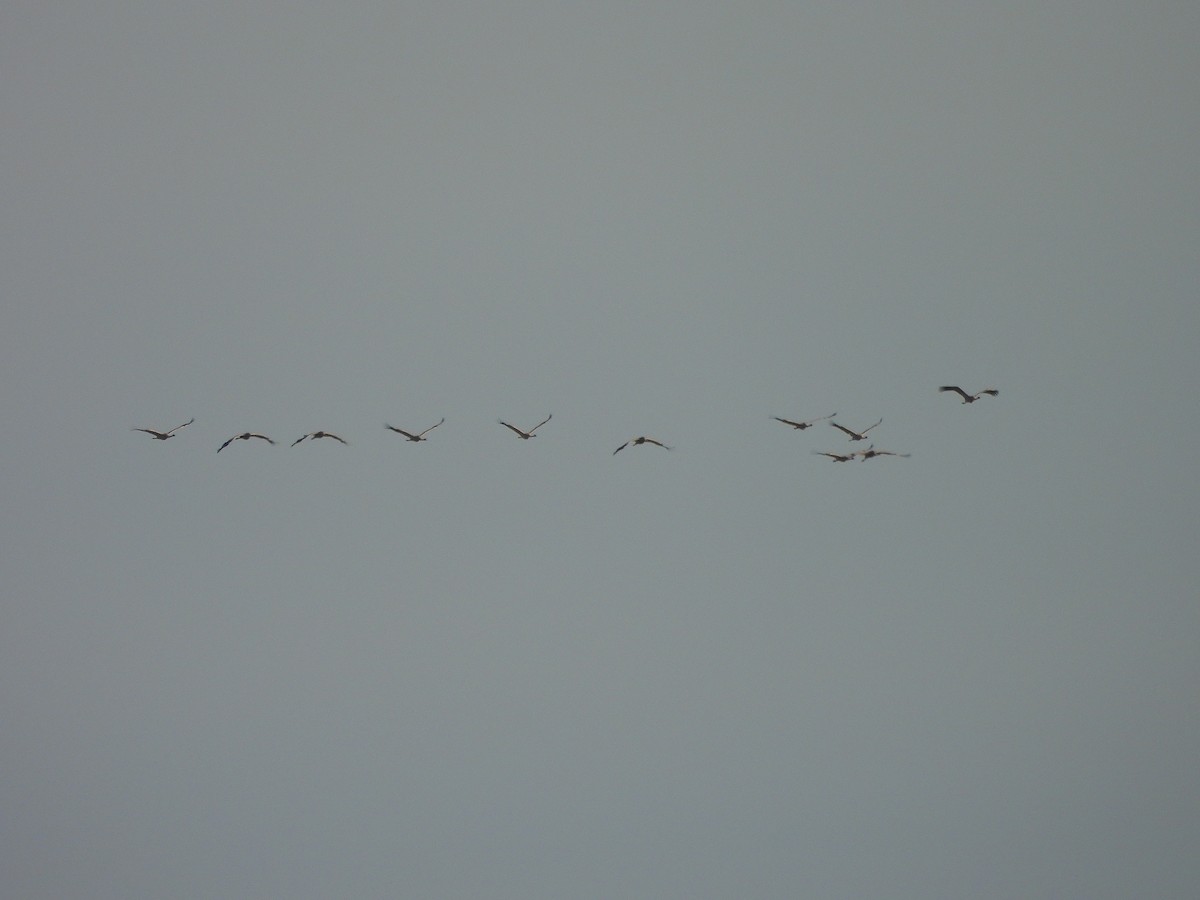 クロヅル - ML644534514