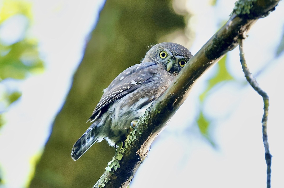 gnomugle - ML644534515