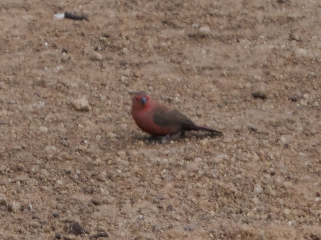 Rosenamarant - ML644534532