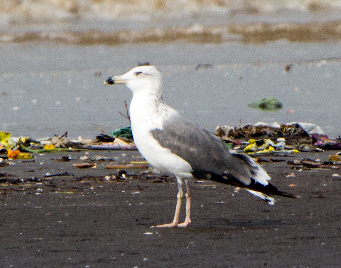 gull sp. - ML644534538