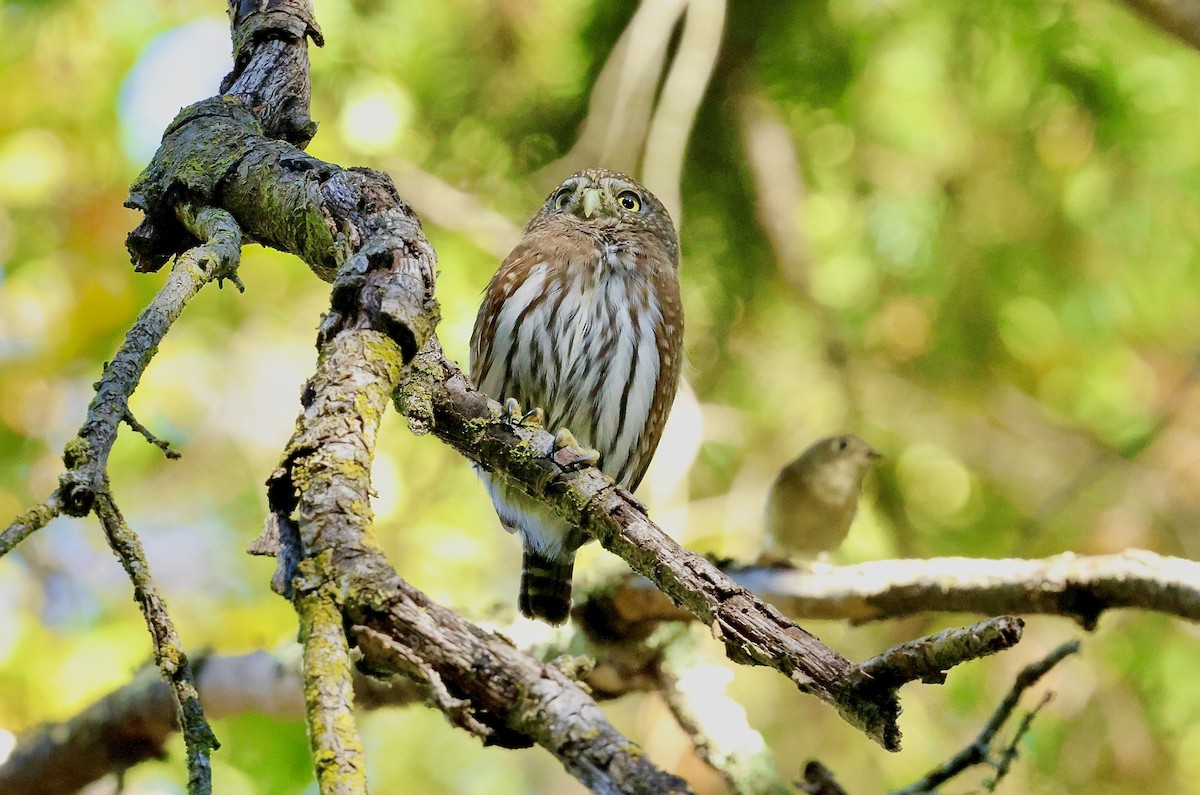 gnomugle - ML644534539