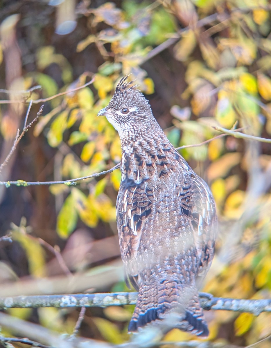 jeřábek kanadský - ML644534543