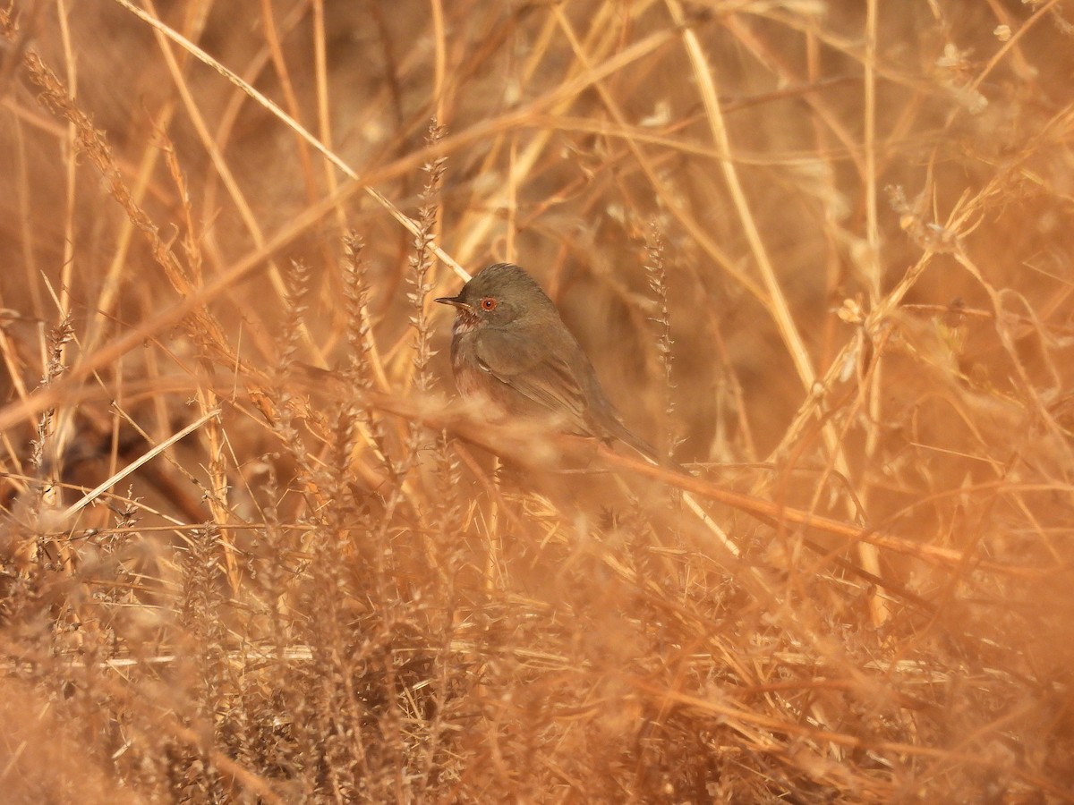 Etze-txinboa - ML644534544