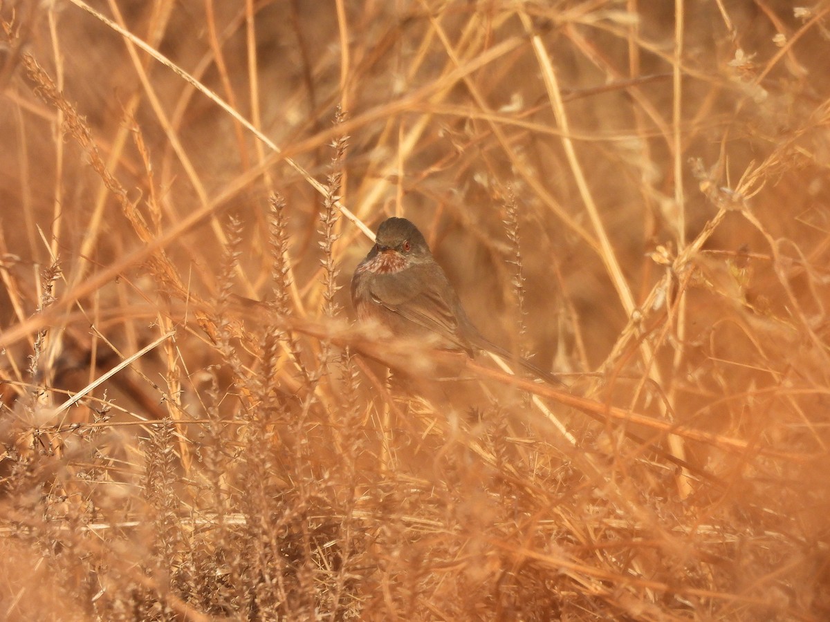 Etze-txinboa - ML644534545