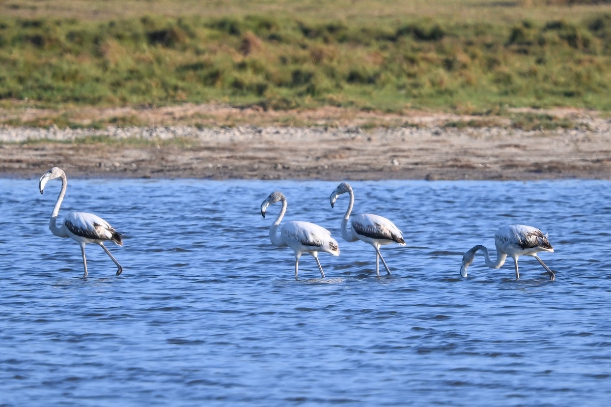 פלמינגו גדול - ML644534552
