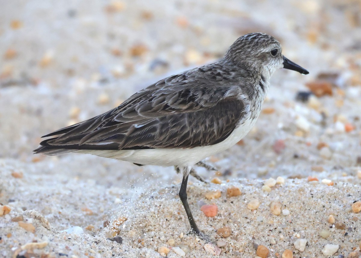 Semipalmated Sandpiper - ML644534555