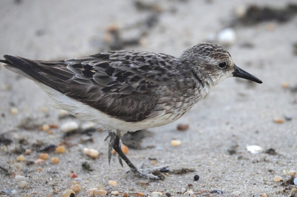 Semipalmated Sandpiper - ML644534556