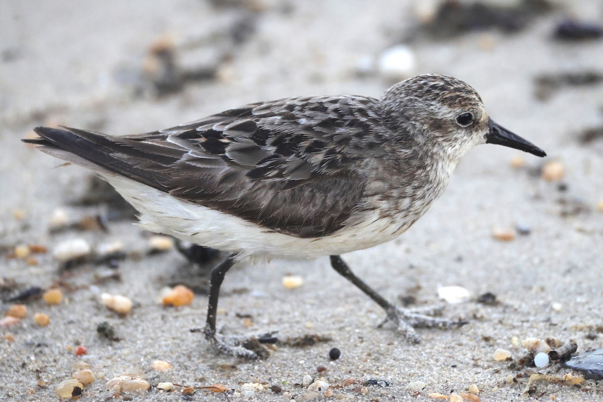 Semipalmated Sandpiper - ML644534557