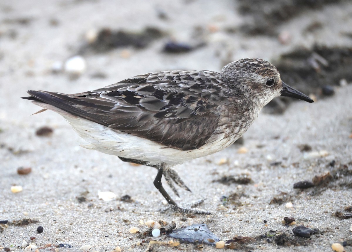 Semipalmated Sandpiper - ML644534558