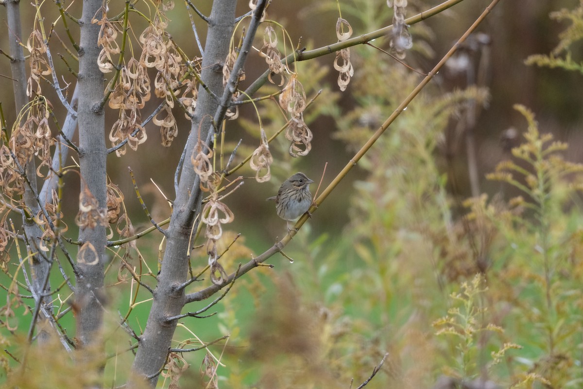 ヒメウタスズメ - ML644534559