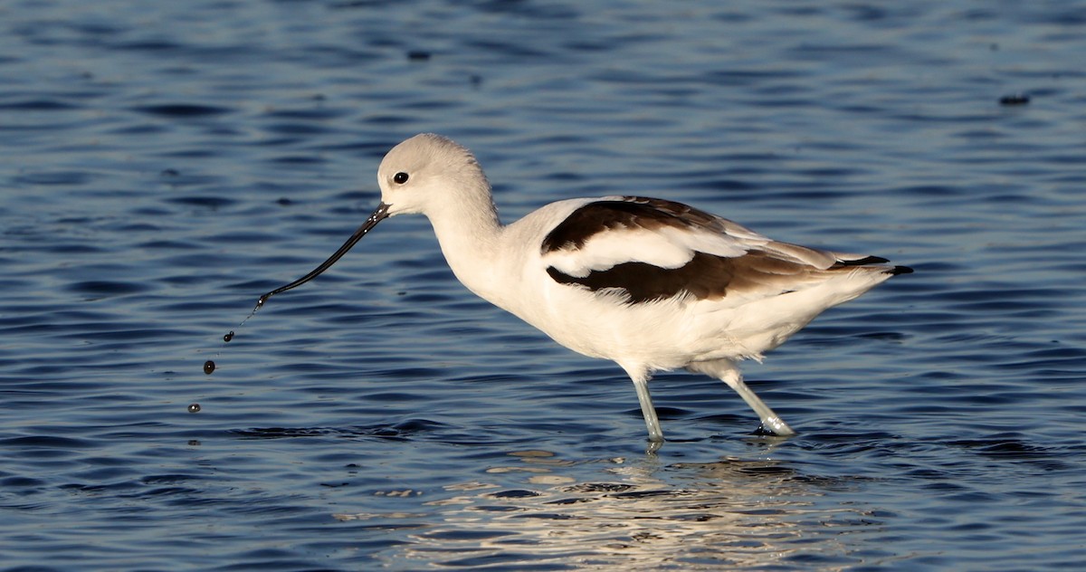 American Avocet - ML644534564